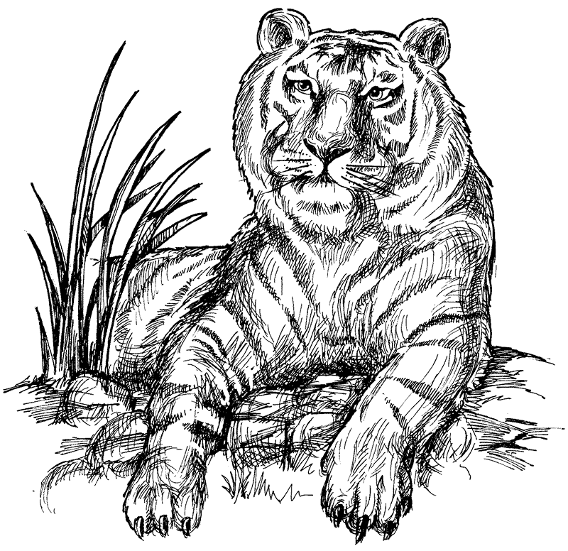 Siberean tiger coloring page