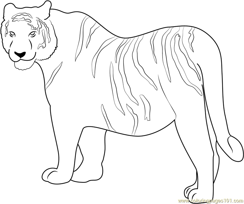 Siberian tiger coloring page for kids