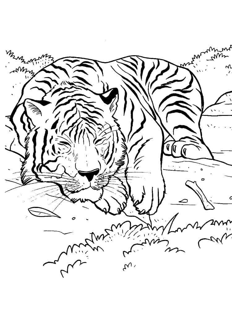 Sleeping tiger coloring page