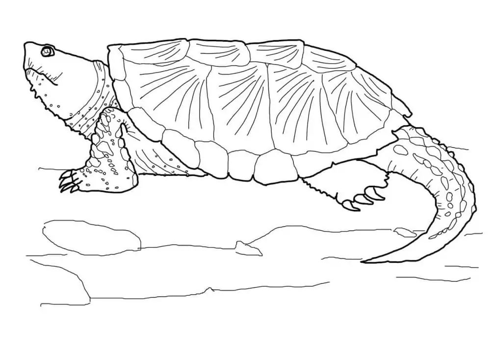 Mon snapping turtle fãrbung seite