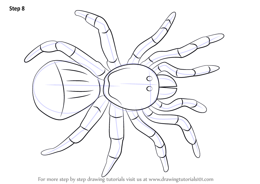 How to draw a trapdoor spider arachnids step by step