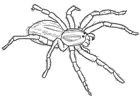 Carolina wolf spider coloring page free printable coloring pages