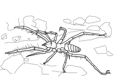 Camel spider coloring page free printable coloring pages