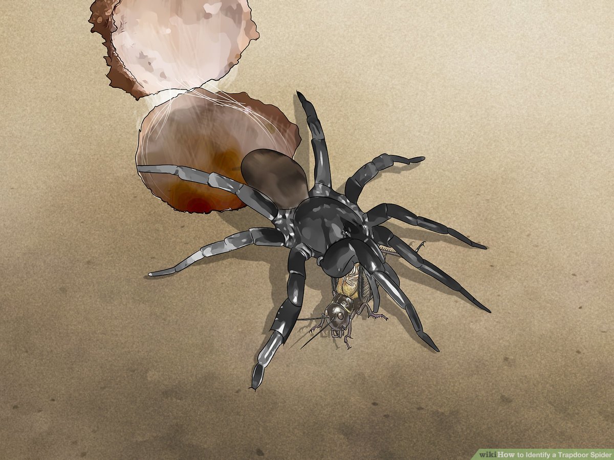How to identify a trapdoor spider steps with pictures