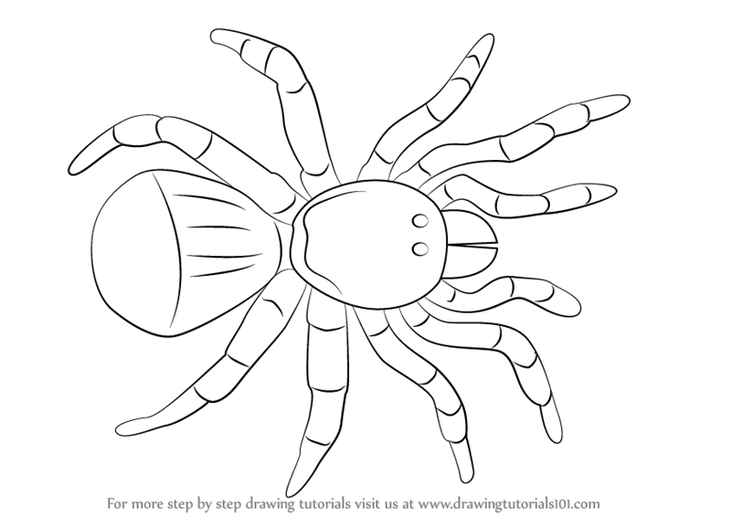 How to draw a trapdoor spider arachnids step by step