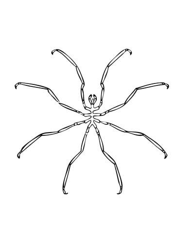 Sea spider coloring page free printable coloring pages