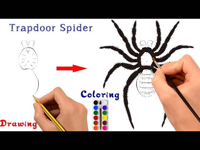 How to draw a trapdoor spider easily step by step