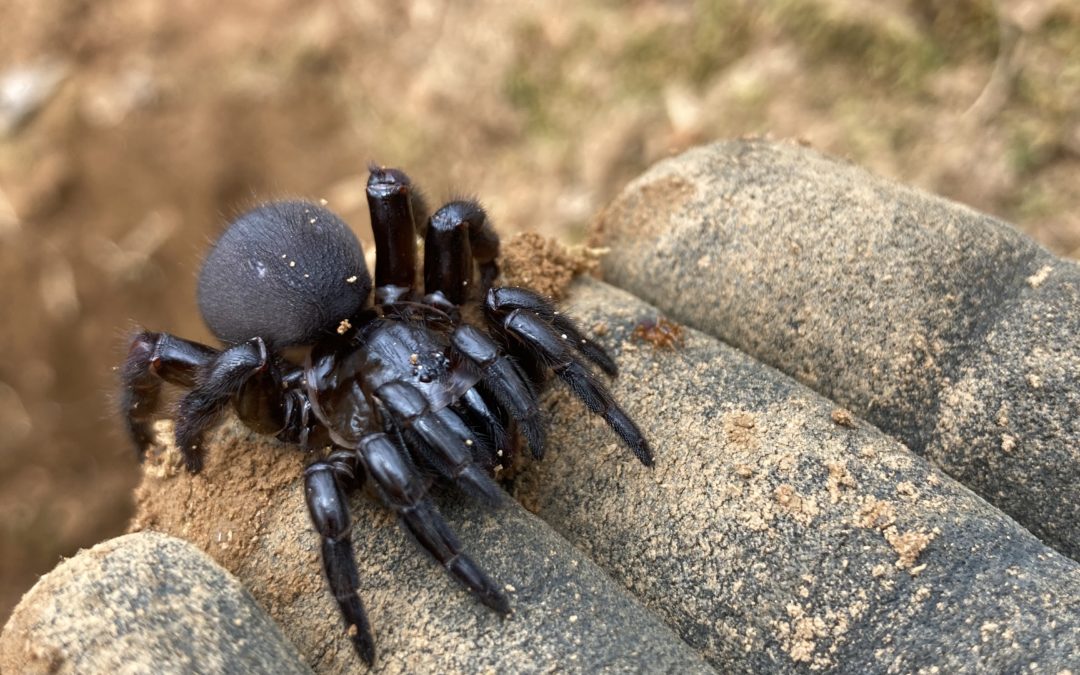 What is a trap door spider us pest protection
