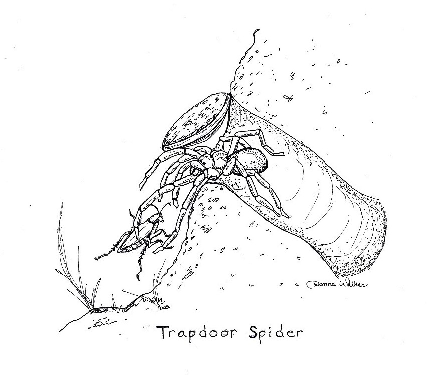 Spiders and trapdoor spiders