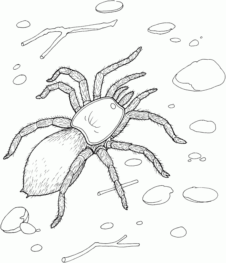 Printable coloring pages spider coloring page cool coloring pages insect coloring pages