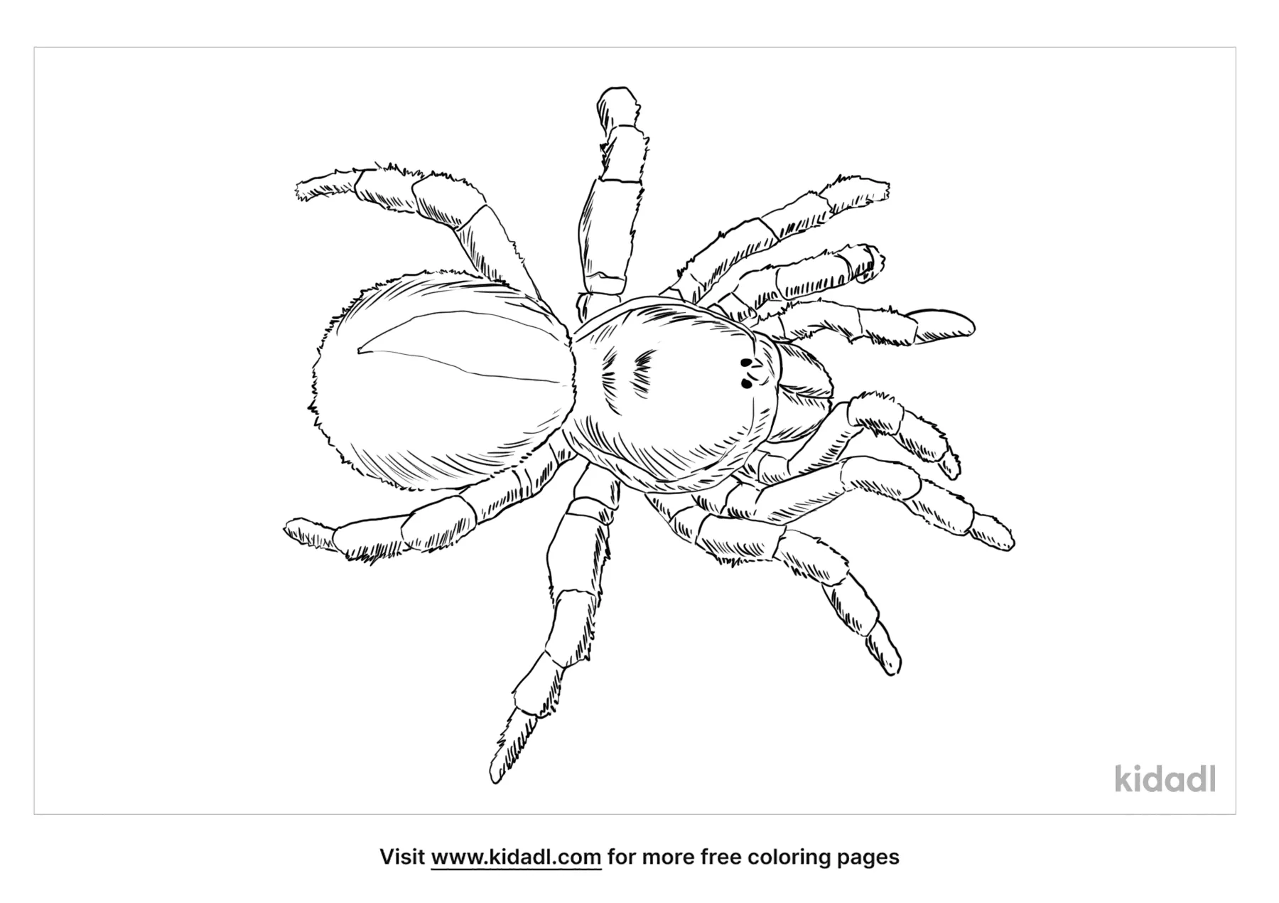 Free trapdoor spider coloring page coloring page printables