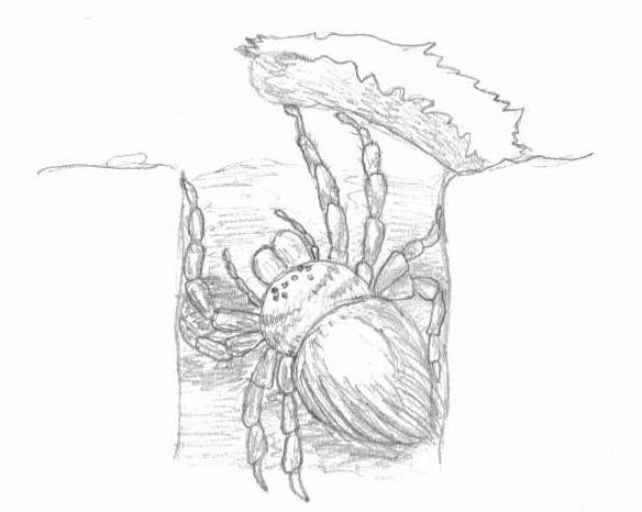 Trapdoor spider by suona on