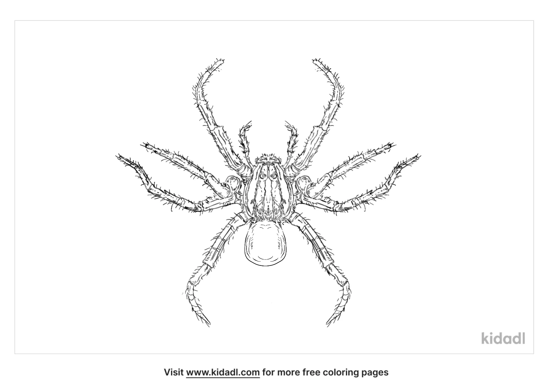 Free california trapdoor spider coloring page coloring page printables