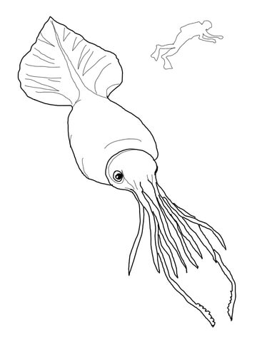 Colossal squid and scuba coloring page free printable coloring pages
