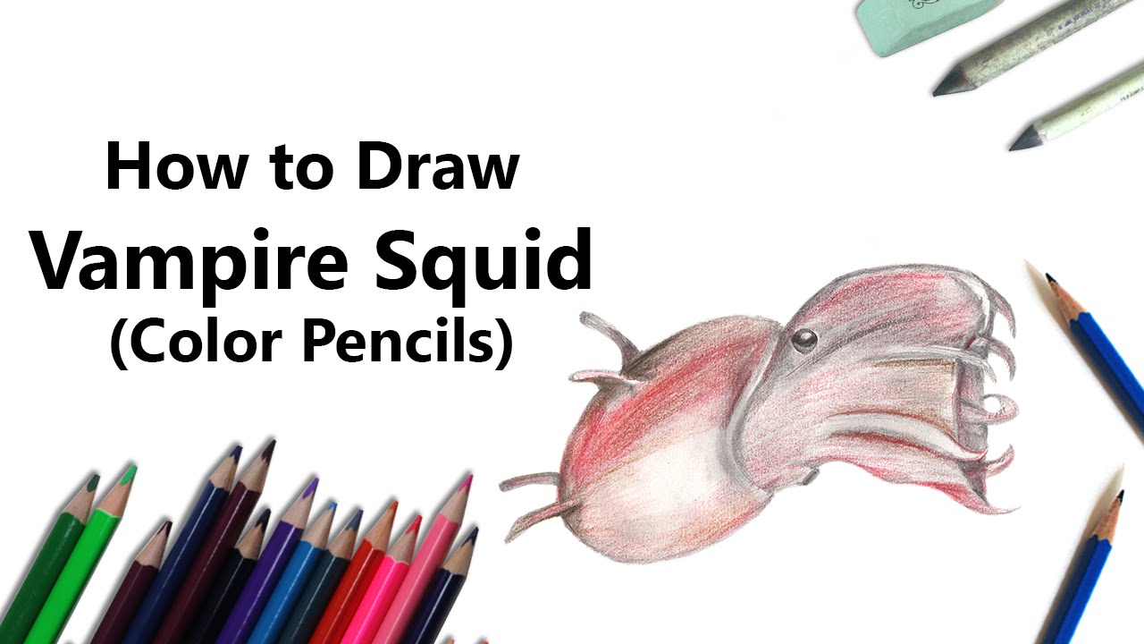 How to draw a vampire squid with color pencils time lapse
