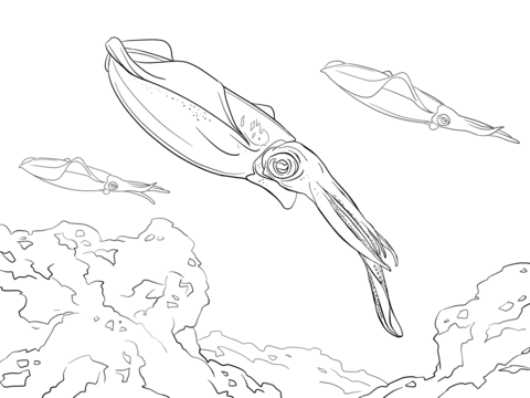 Bigfin reef squid coloring page free printable coloring pages