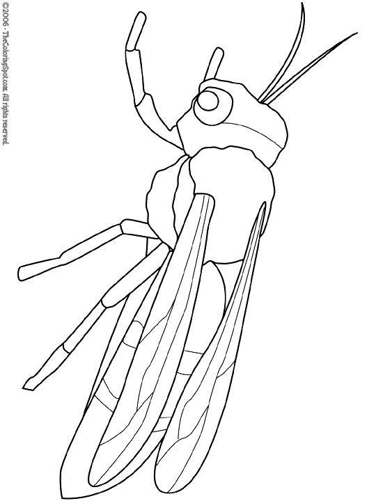 Wasp coloring page audio stories for kids free coloring pages colouring printables
