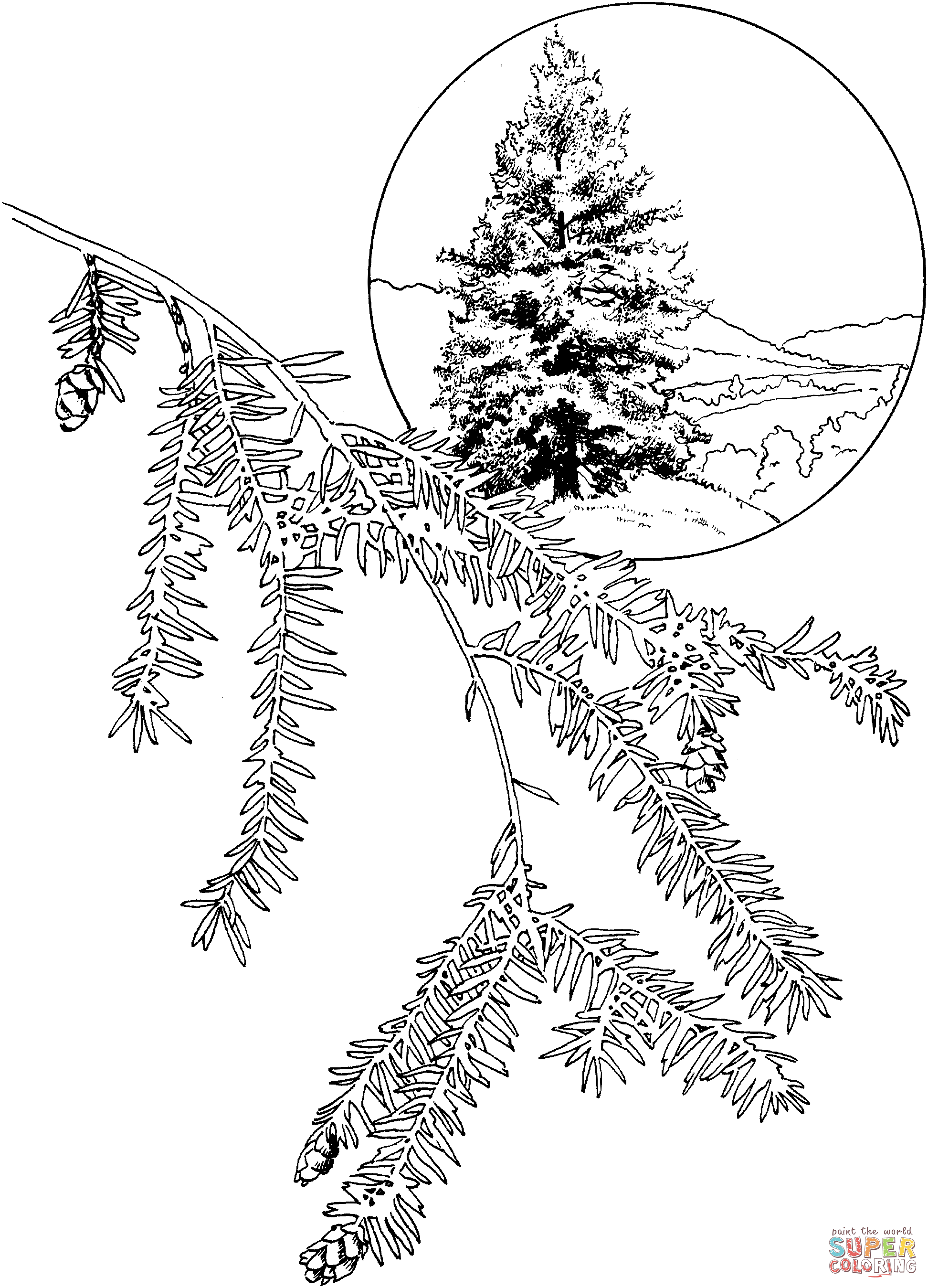 Eastern hemlock or canadian hemlock tree coloring page free printable coloring pages