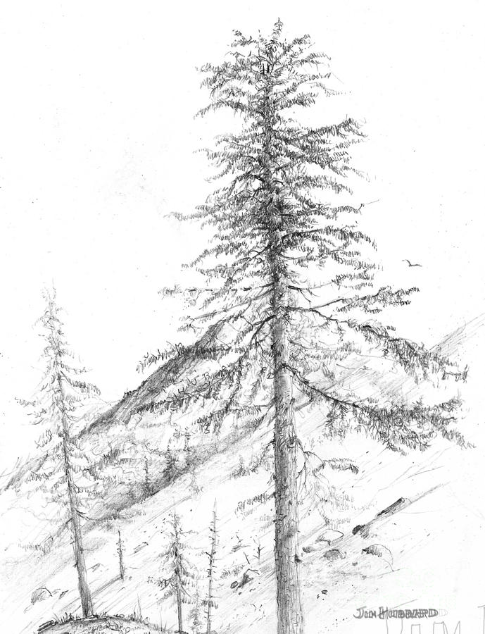 Western hemlock drawing by jim hubbard