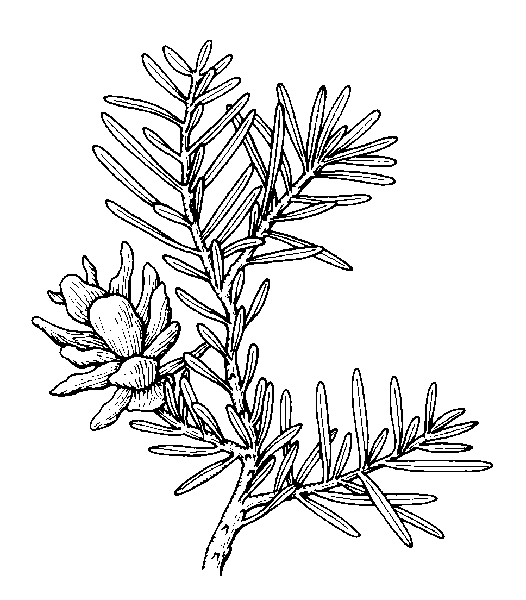 Western hemlock drawings tree tattoo digital flowers