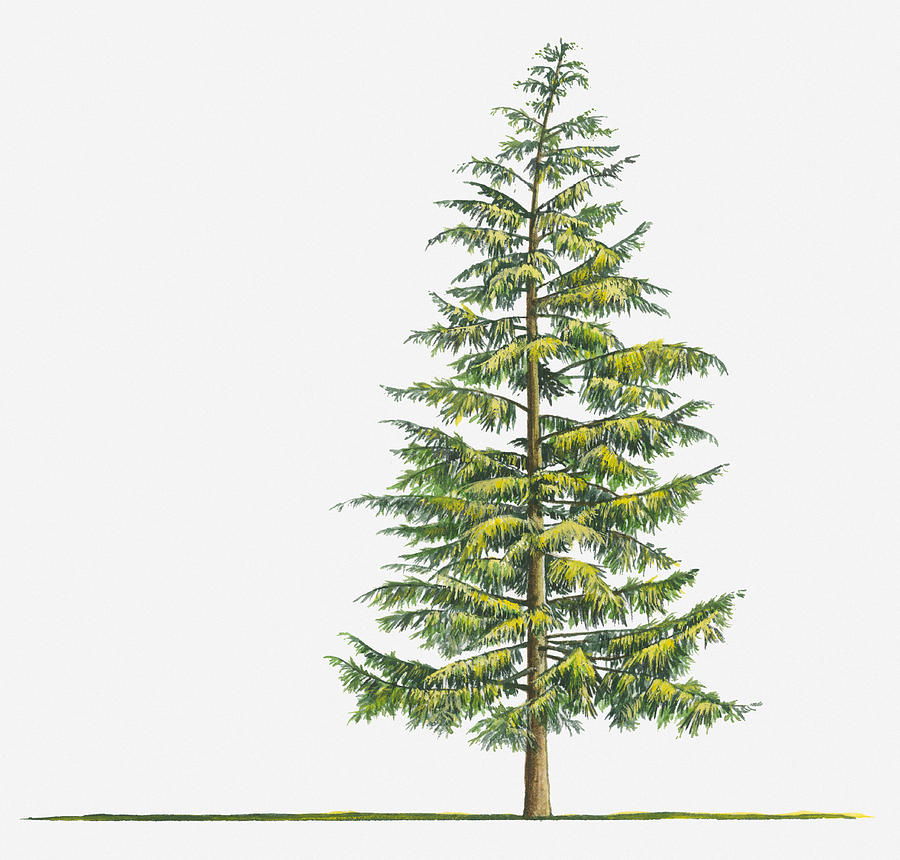 Wood