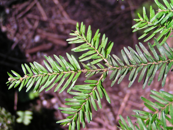 Tree of life western hemlock