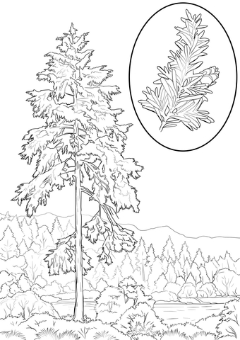 Western hemlock coloring page free printable coloring pages