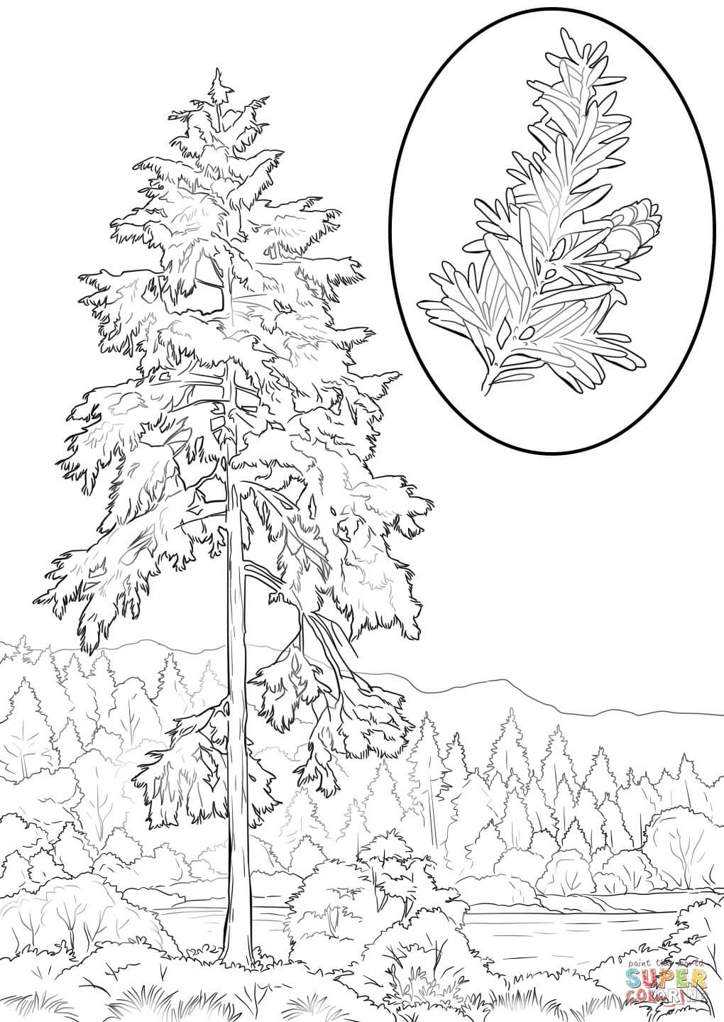 Western hemlock coloring page free printable coloring pages