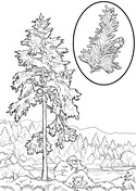Hemlock coloring pages free coloring pages