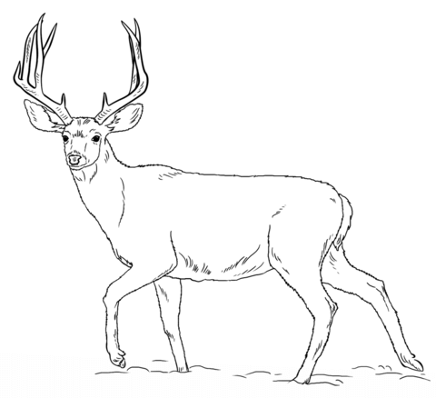 Mule deer buck coloring page free printable coloring pages