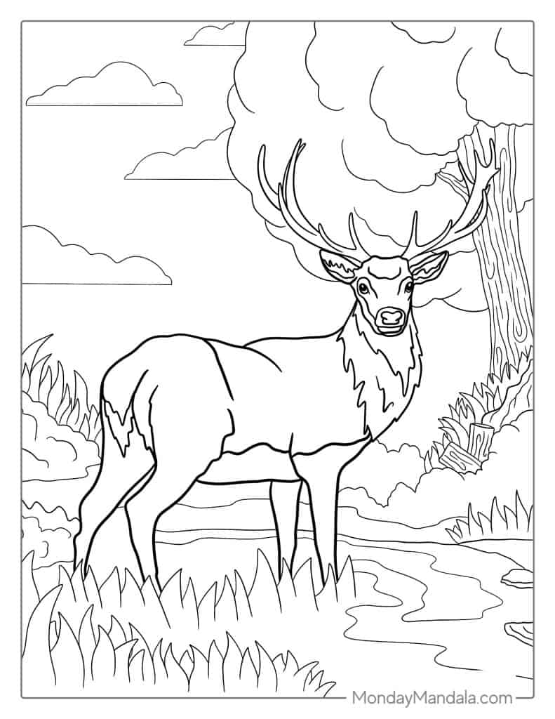 Deer coloring pages free pdf printables