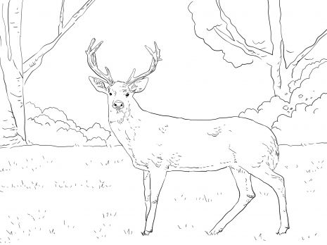 Whitetail deer coloring page super coloring deer coloring pages horse coloring pages whitetail deer