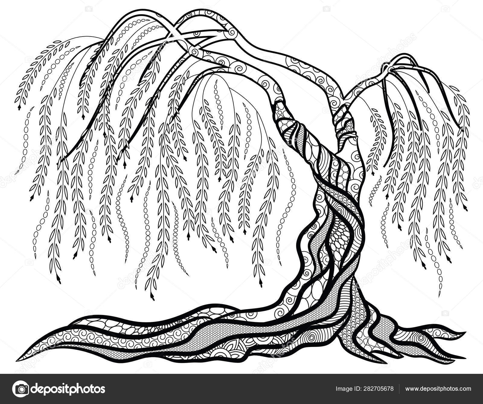 Weeping willow tree coloring page stock illustration by smk
