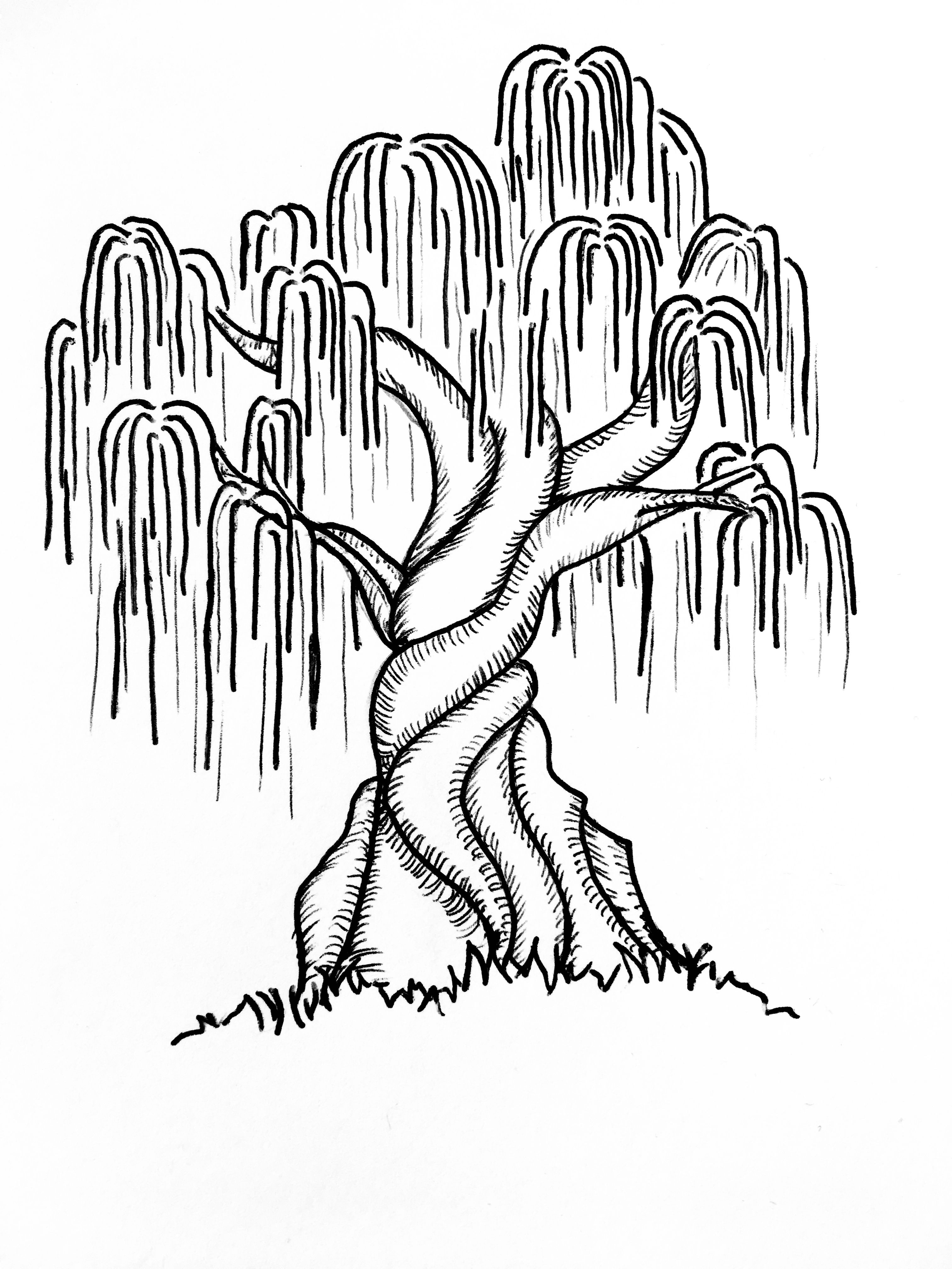 Willow tree willow tree tattoos tree drawing simple kids art poster