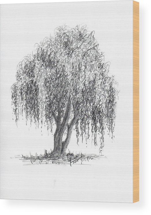 Weeping willow tree wood print by swati singh