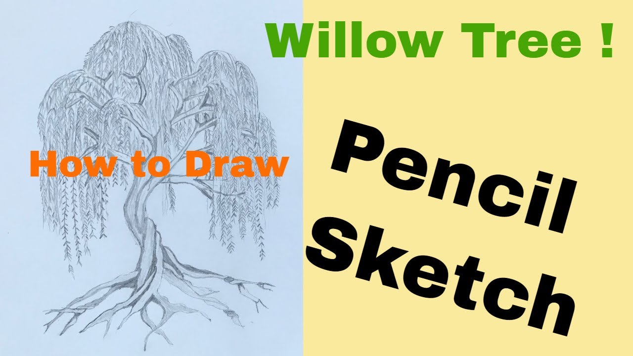 How to draw willow tree step by step for beginners