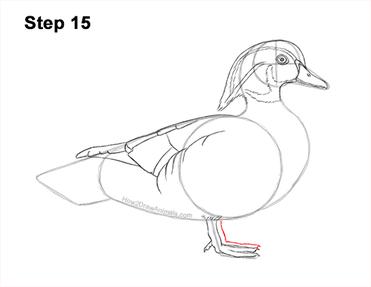 How to draw a wood duck video step