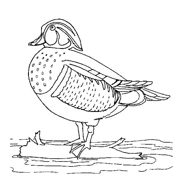 Multicolored duck coloring page