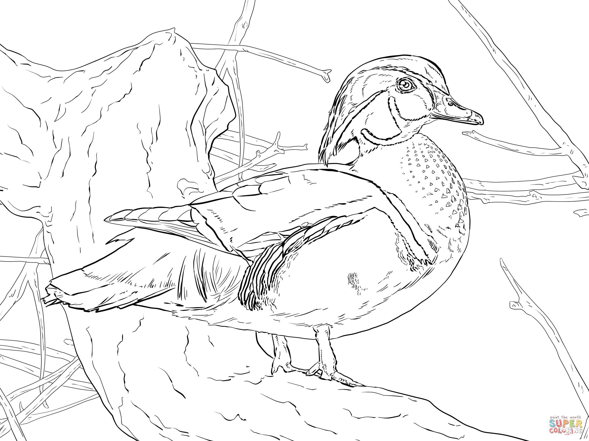 Wood duck drake coloring page animal coloring pages bird coloring pages coloring pages