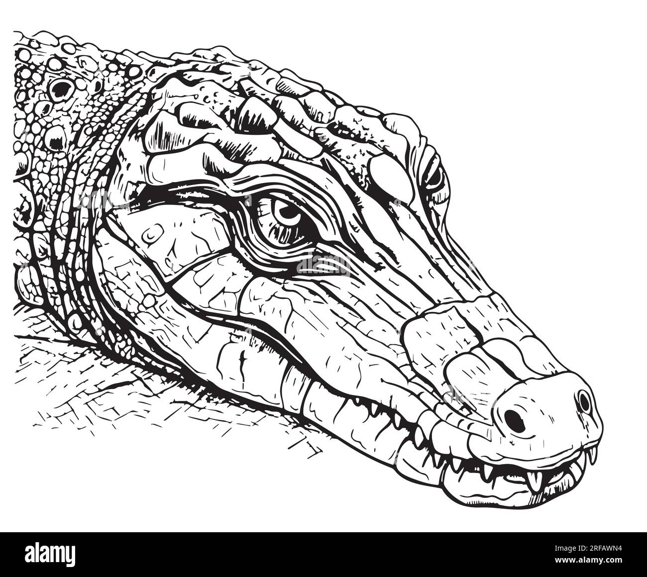 Crocodile face sketch hand drawn reptile vector stock vector image art