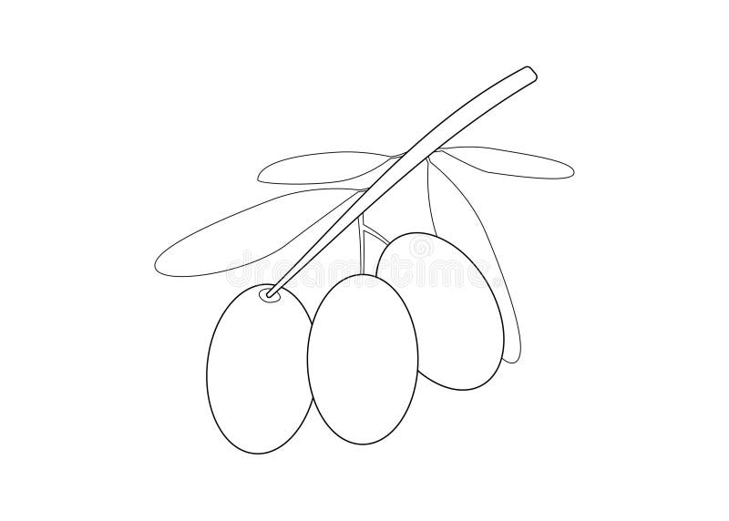 Olive leaf coloring stock illustrations â olive leaf coloring stock illustrations vectors clipart