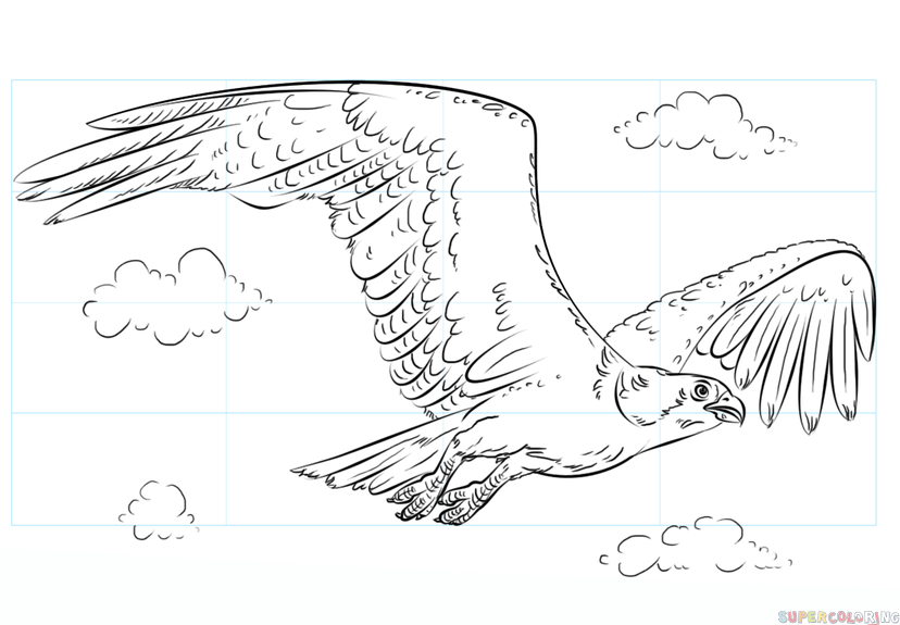 How to draw an osprey step by step drawing tutorials