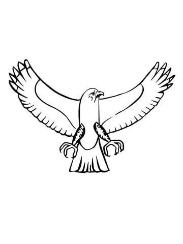 Osprey bird coloring page free printable coloring pages