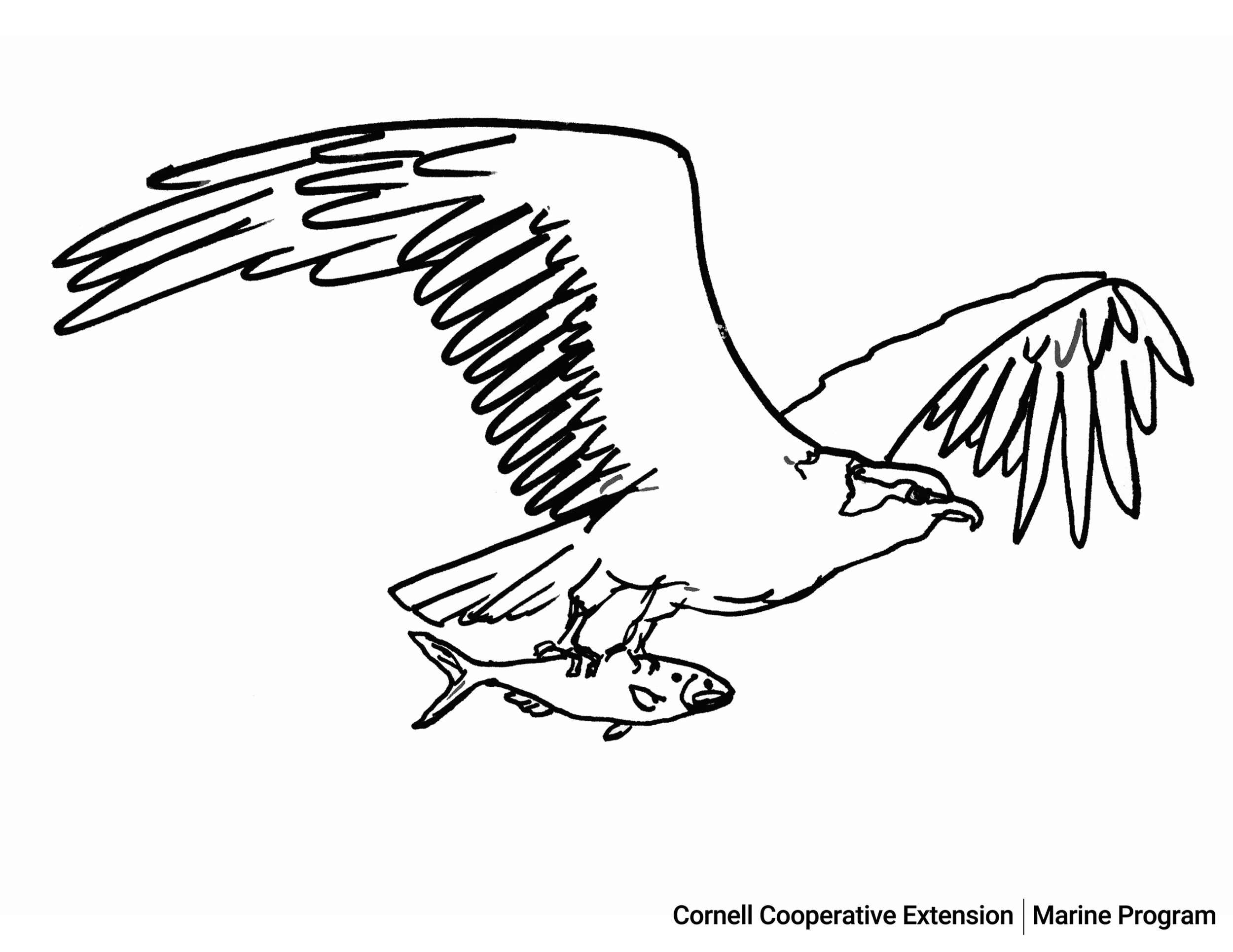 The osprey â cce marine digital education
