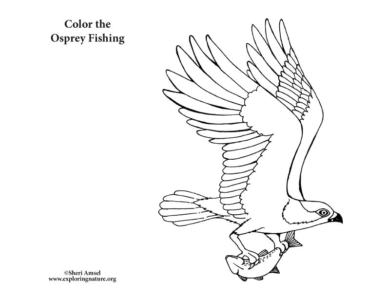 Osprey fishing coloring page