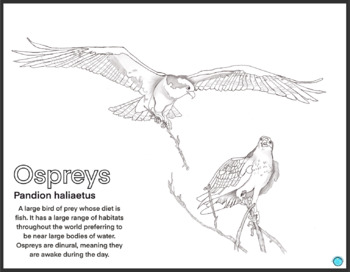 Osprey coloring page by ocean to ocean with love tpt