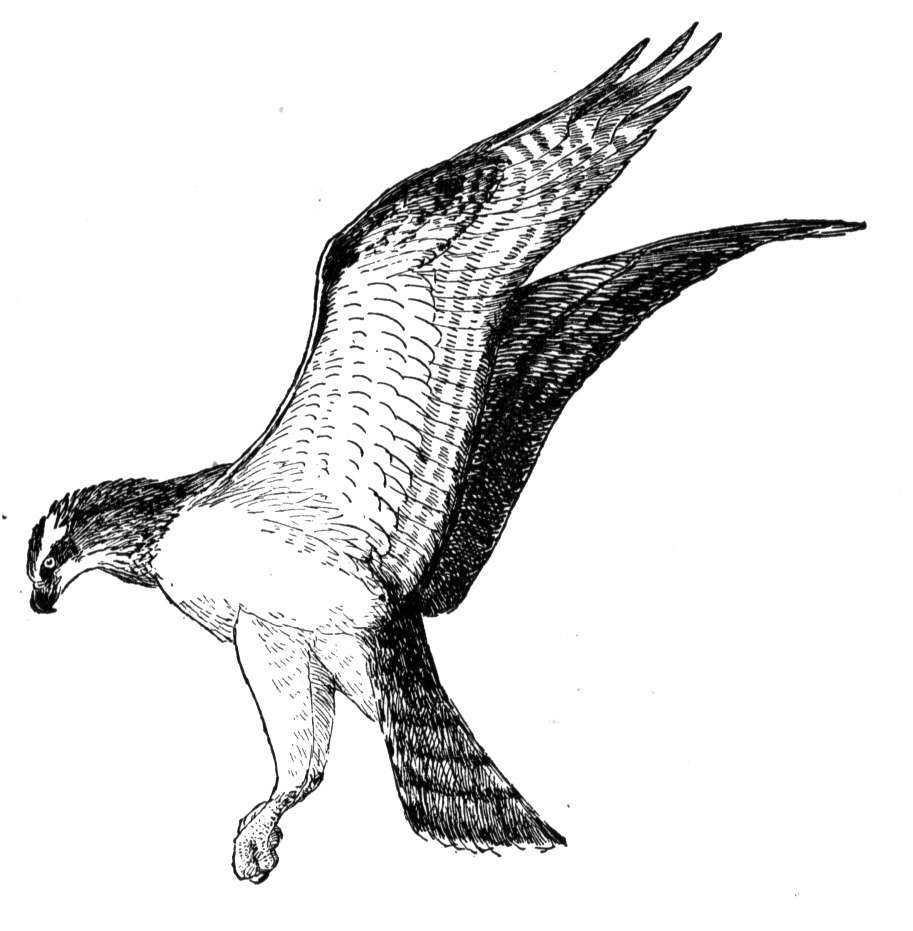 Free osprey coloring pages
