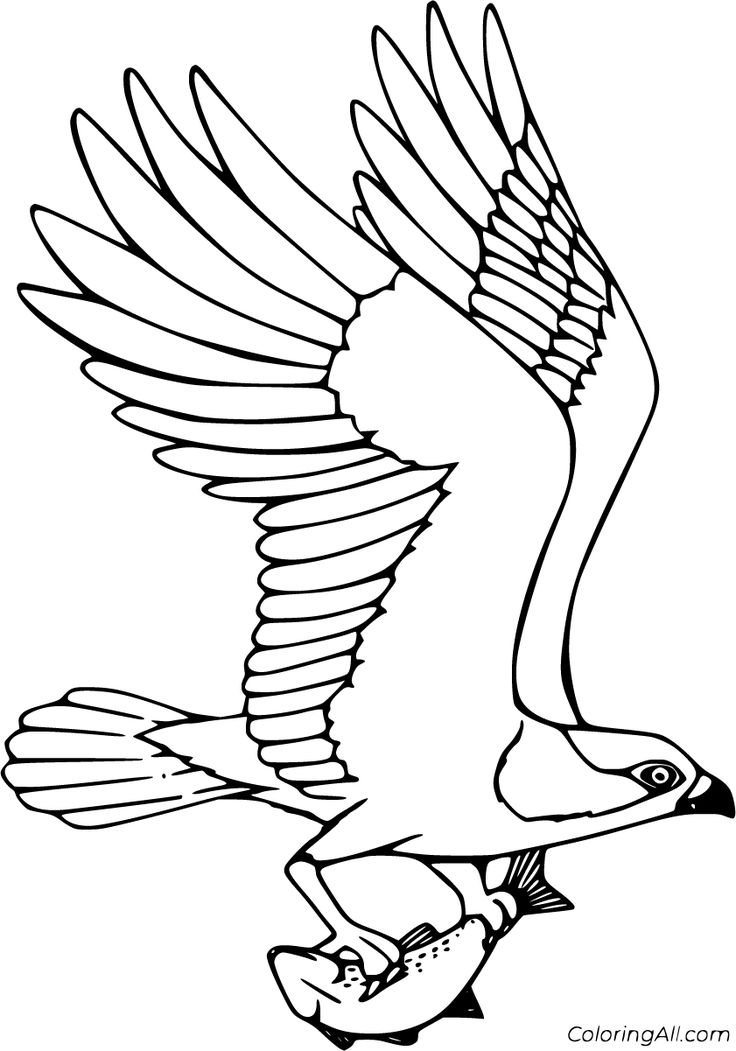 Free printable osprey coloring pages in vector format easy to print from any device and automaticallyâ bird coloring pages coloring pages cute coloring pages