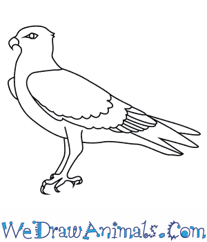 How to draw an osprey