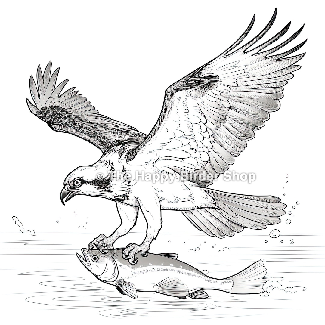 Osprey coloring book page nature coloring book page birds bird nerd fun bird gifts bird loversbird coloring book nature coloring page download now